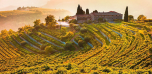 Vinhos do Veneto. Paisagem de vinhedos em região vinícola ao pôr do sol com taça de vinho tinto em destaque, representando a produção de vinho e o terroir