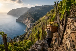 Trabalhador transporta um grande cesto de uvas recém-colhidas por um estreito caminho entre vinhedos em terraços sobre encostas íngremes à beira-mar. Ao fundo, montanhas e falésias mergulham no oceano, retratando a dedicação e os desafios da viticultura heroica em paisagens extremas.