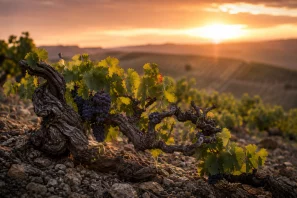 Videira centenária de tronco retorcido crescendo em solo pedregoso, carregada de cachos de uvas escuras e iluminada pelo pôr do sol dourado, com vinhedos ao fundo, simbolizando a longevidade, a resiliência e a memória viva da viticultura tradicional.